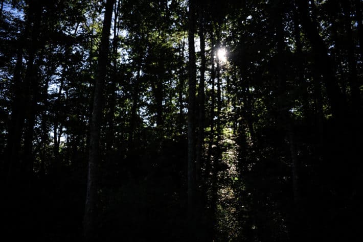 dark woods with light peeking in
