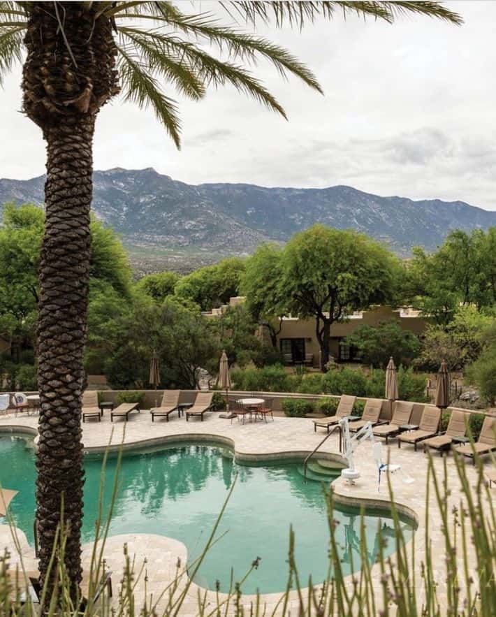 Photo of palm trees in the Miraval wellness retreat
